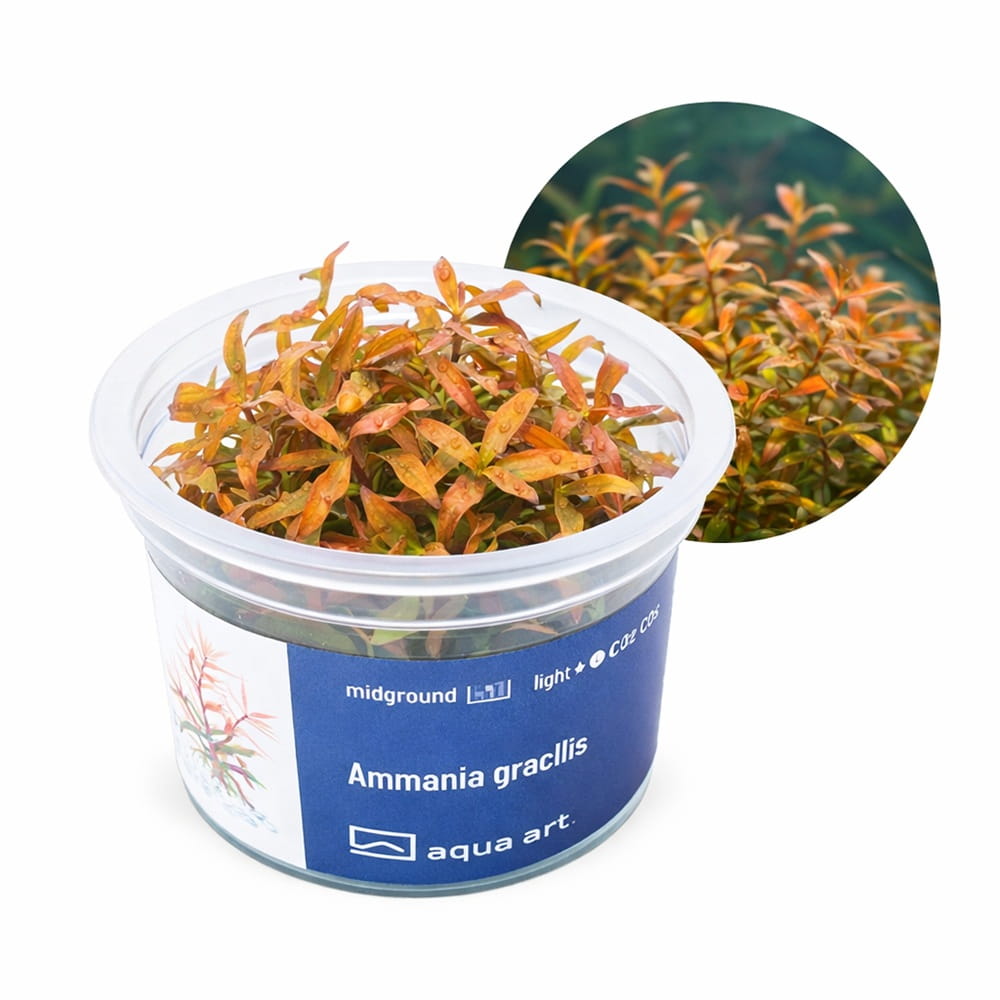 Ammania Gracilis In Vitro Kubek.jpg